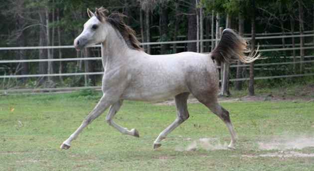 Arabian_Horse_Color.jpg