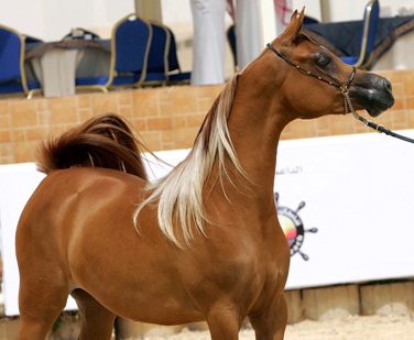 Arabian_Horse_Show.jpg