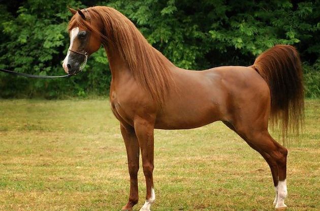 Beautiful_Arabian_Horse.jpg